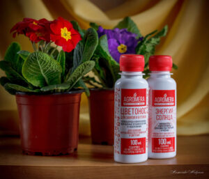 Уход за цветами в феврале: что нужно знать